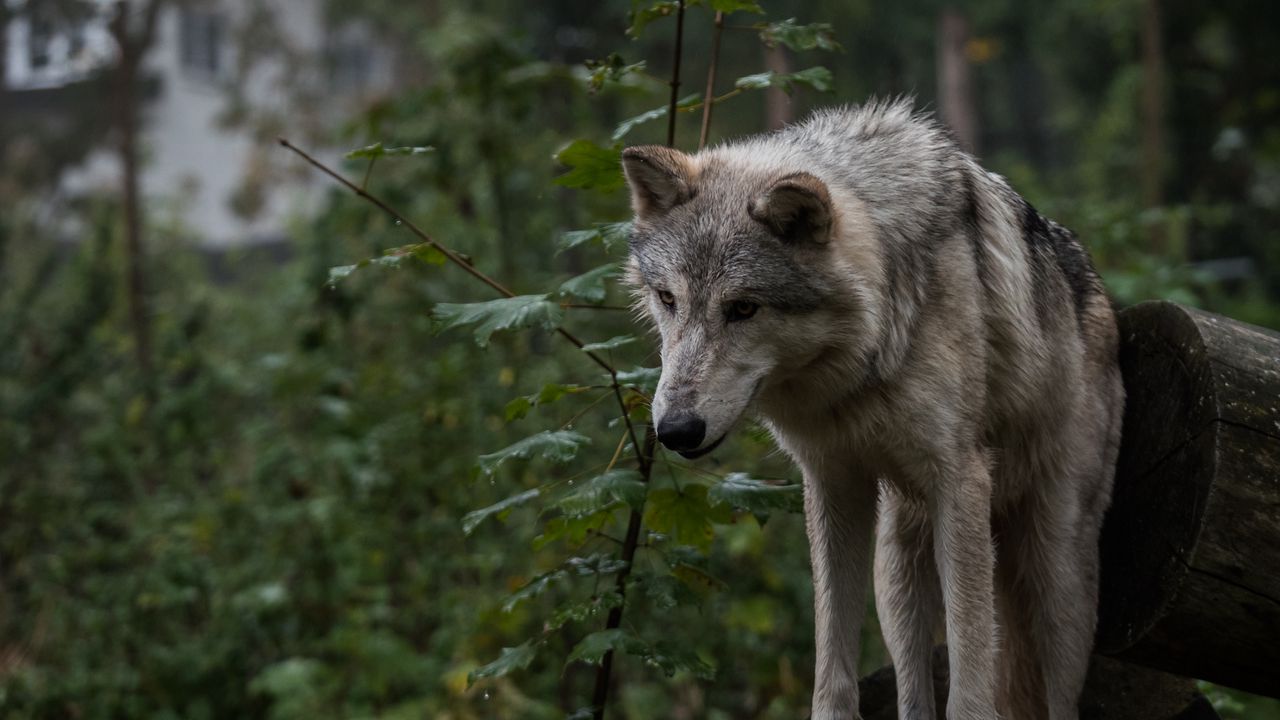 Wallpaper wolf, predator, gray, leaves