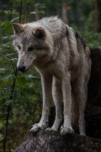 Preview wallpaper wolf, predator, gray, leaves
