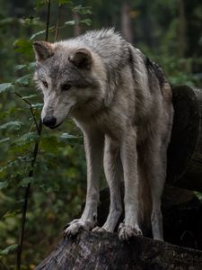 Preview wallpaper wolf, predator, gray, leaves