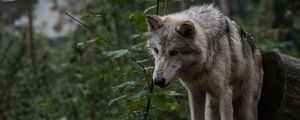 Preview wallpaper wolf, predator, gray, leaves
