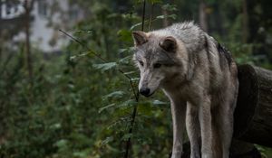 Preview wallpaper wolf, predator, gray, leaves