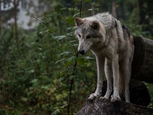 Preview wallpaper wolf, predator, gray, leaves