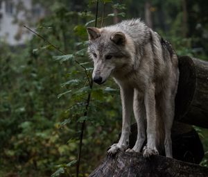 Preview wallpaper wolf, predator, gray, leaves