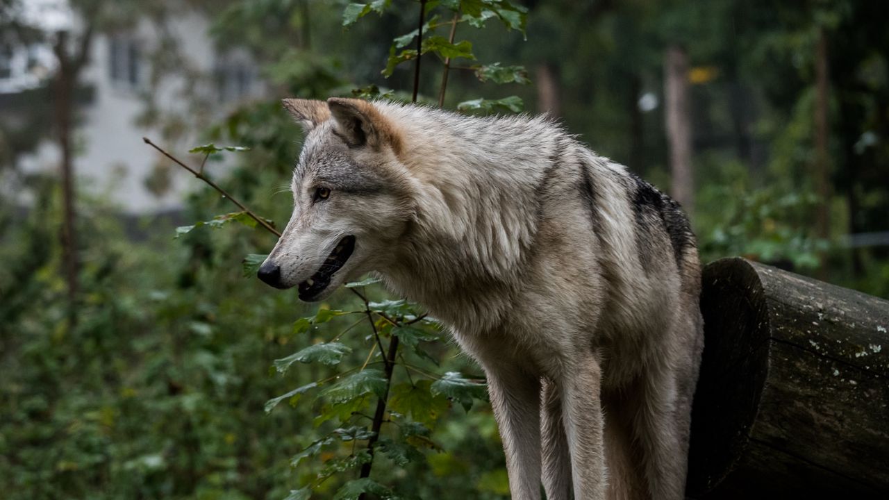 Wallpaper wolf, predator, gray, ears hd, picture, image