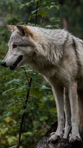 Preview wallpaper wolf, predator, gray, ears