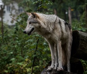 Preview wallpaper wolf, predator, gray, ears