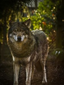 Preview wallpaper wolf, predator, gray, animal