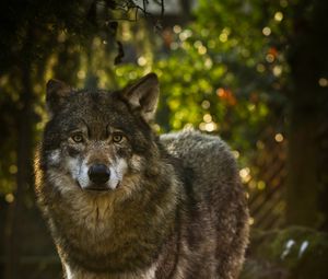 Preview wallpaper wolf, predator, gray, animal