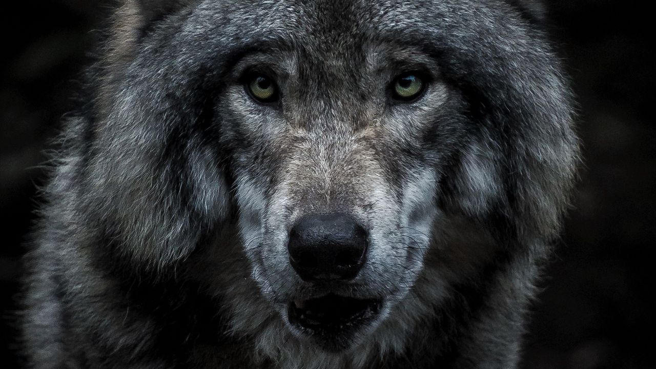 Wallpaper wolf, predator, gray, face