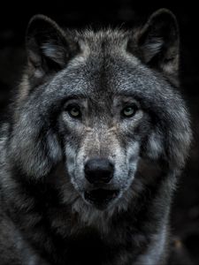Preview wallpaper wolf, predator, gray, face