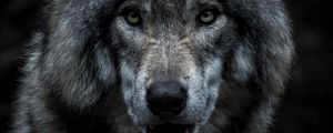 Preview wallpaper wolf, predator, gray, face