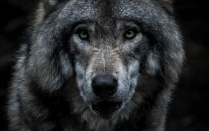 Preview wallpaper wolf, predator, gray, face