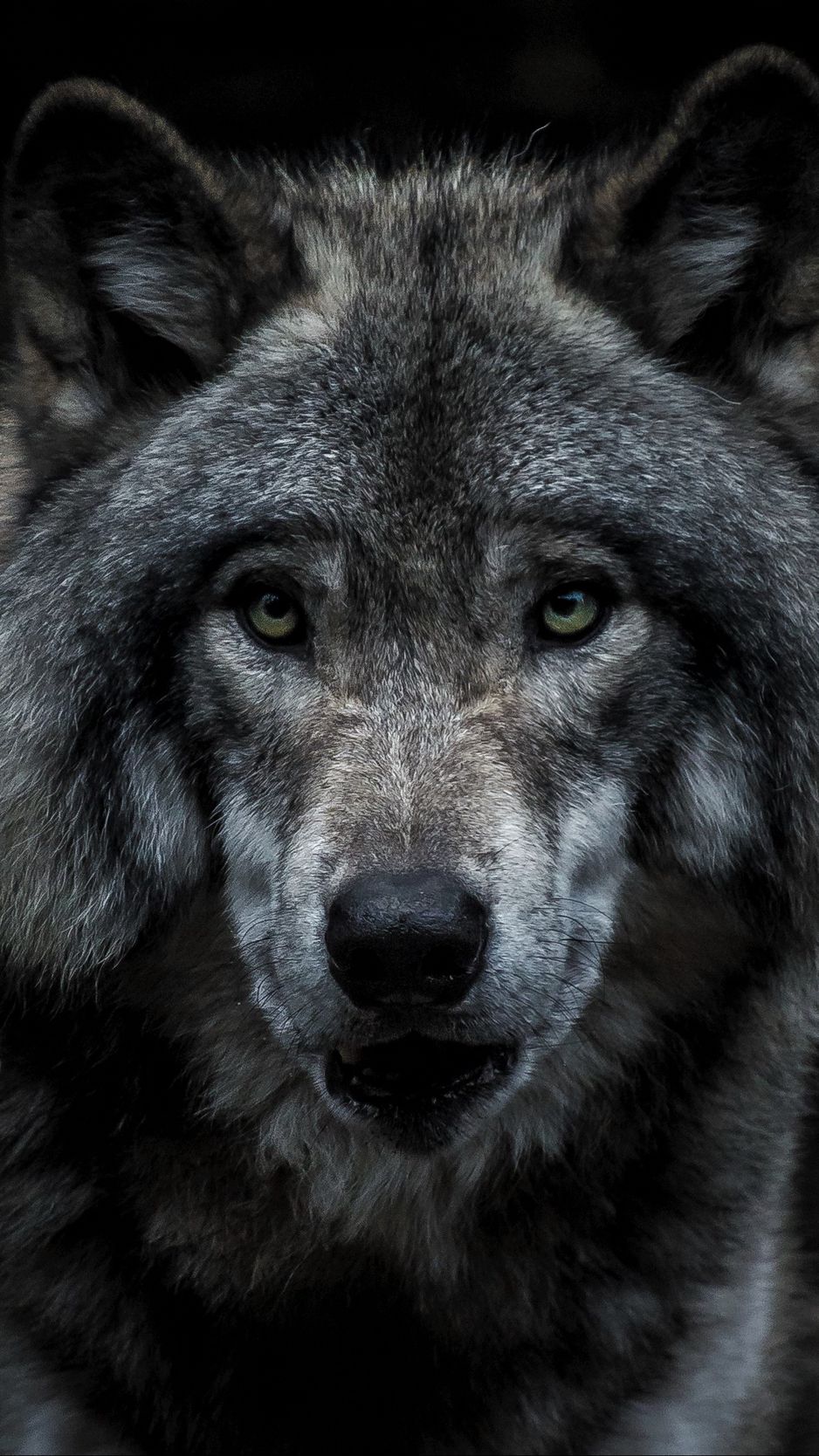 wolf predator face