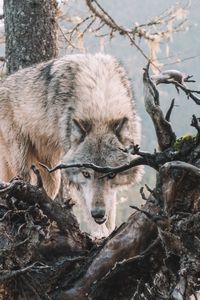 Preview wallpaper wolf, predator, grin, tree, branches, wildlife