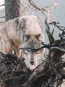 Preview wallpaper wolf, predator, grin, tree, branches, wildlife