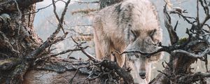 Preview wallpaper wolf, predator, grin, tree, branches, wildlife