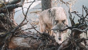 Preview wallpaper wolf, predator, grin, tree, branches, wildlife