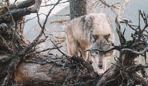 Preview wallpaper wolf, predator, grin, tree, branches, wildlife