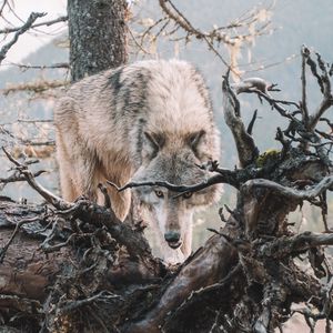 Preview wallpaper wolf, predator, grin, tree, branches, wildlife