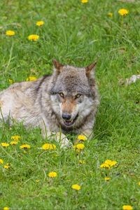 Preview wallpaper wolf, predator, grin, animal, wildlife