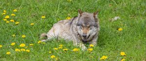 Preview wallpaper wolf, predator, grin, animal, wildlife