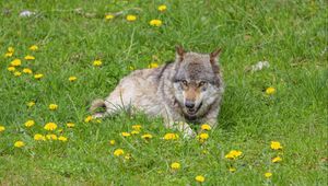 Preview wallpaper wolf, predator, grin, animal, wildlife