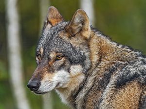 Preview wallpaper wolf, predator, head, blur, wild animal