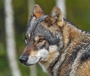 Preview wallpaper wolf, predator, head, blur, wild animal