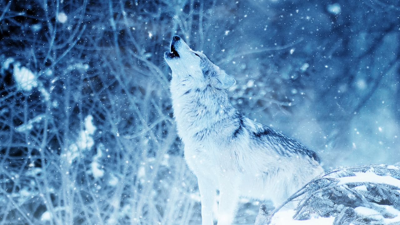 Wallpaper wolf, predator, howl, photoshop