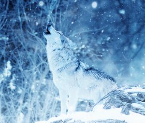 Preview wallpaper wolf, predator, howl, photoshop