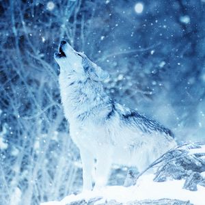 Preview wallpaper wolf, predator, howl, photoshop