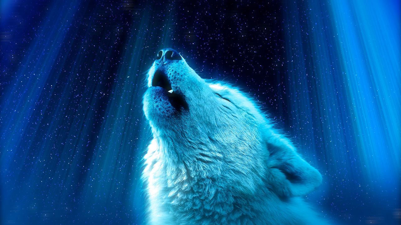Wallpaper wolf, predator, howl, white, blue