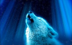 Wolf Wallpapers | Best Wallpapers