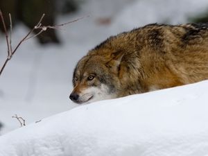 Preview wallpaper wolf, predator, hunting, snow