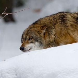 Preview wallpaper wolf, predator, hunting, snow