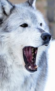 Preview wallpaper wolf, predator, jaws, fangs, animal