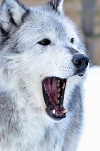 Preview wallpaper wolf, predator, jaws, fangs, animal