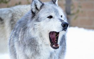 Preview wallpaper wolf, predator, jaws, fangs, animal