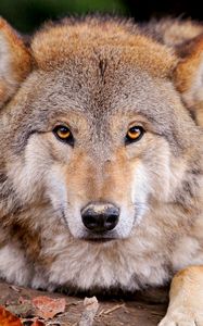 Preview wallpaper wolf, predator, lie, muzzle, family dog