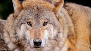 Preview wallpaper wolf, predator, lie, muzzle, family dog