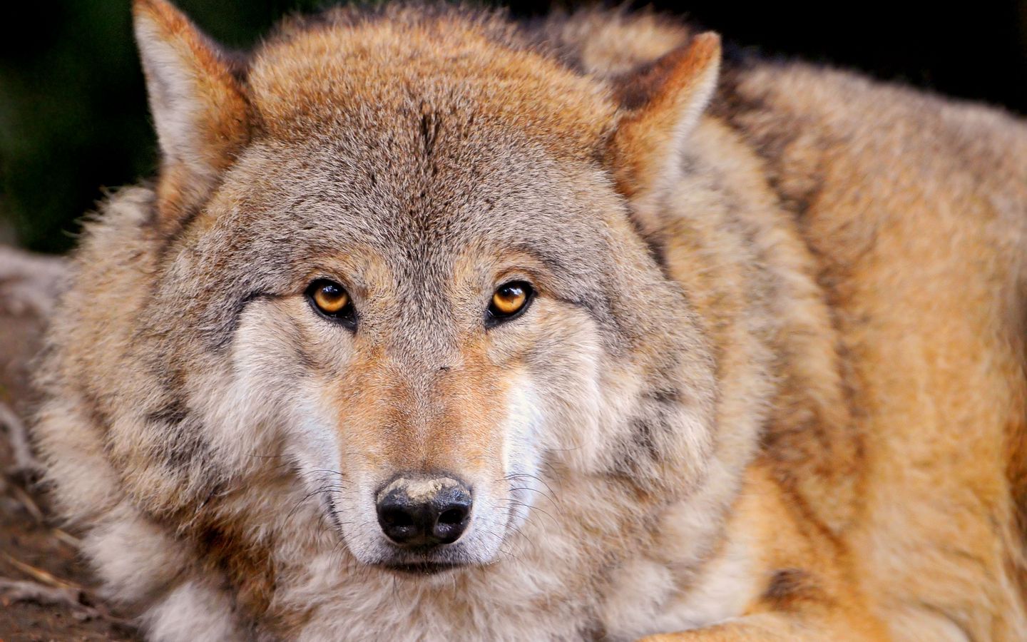 Download wallpaper 1440x900 wolf, predator, lie, muzzle, family dog ...