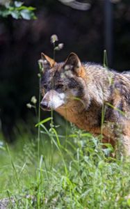 Preview wallpaper wolf, predator, look, glance, leaves