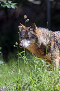 Preview wallpaper wolf, predator, look, glance, leaves