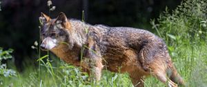 Preview wallpaper wolf, predator, look, glance, leaves