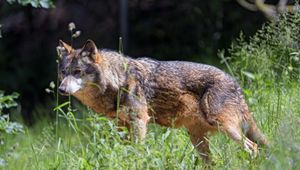 Preview wallpaper wolf, predator, look, glance, leaves
