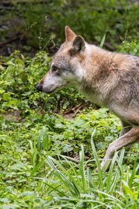 Preview wallpaper wolf, predator, movement, grass, wildlife