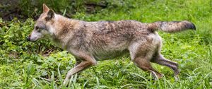 Preview wallpaper wolf, predator, movement, grass, wildlife
