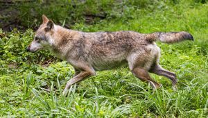 Preview wallpaper wolf, predator, movement, grass, wildlife