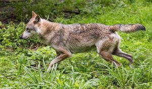 Preview wallpaper wolf, predator, movement, grass, wildlife