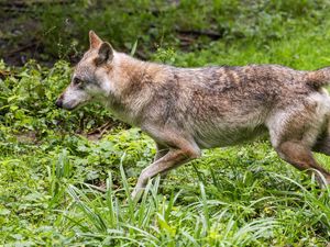 Preview wallpaper wolf, predator, movement, grass, wildlife